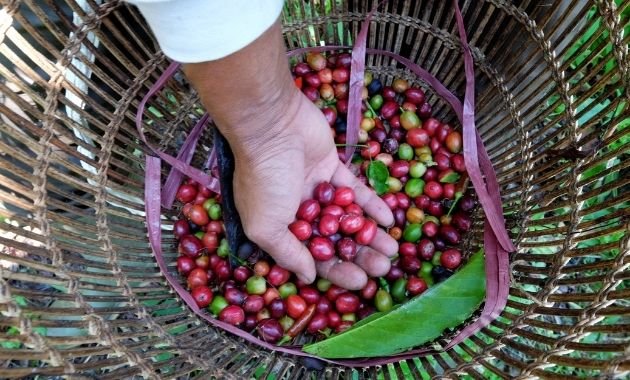 vietnamese robusta coffee