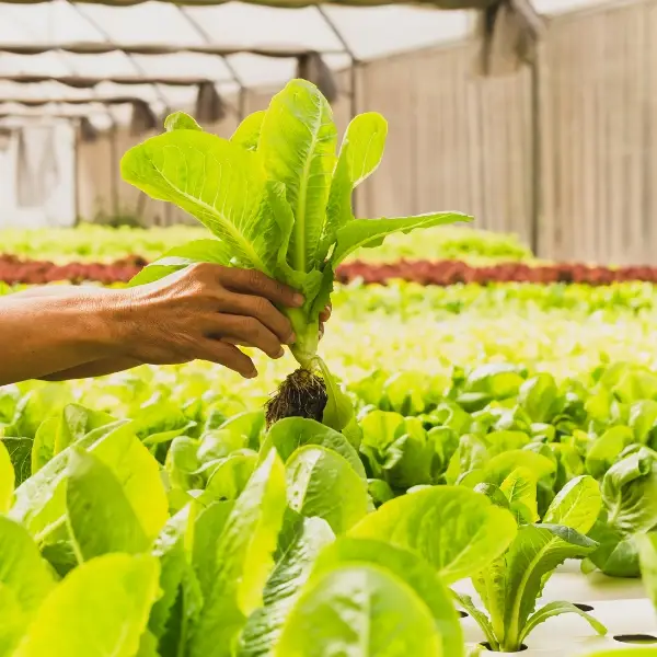 New Value Trade - Farming Consultant